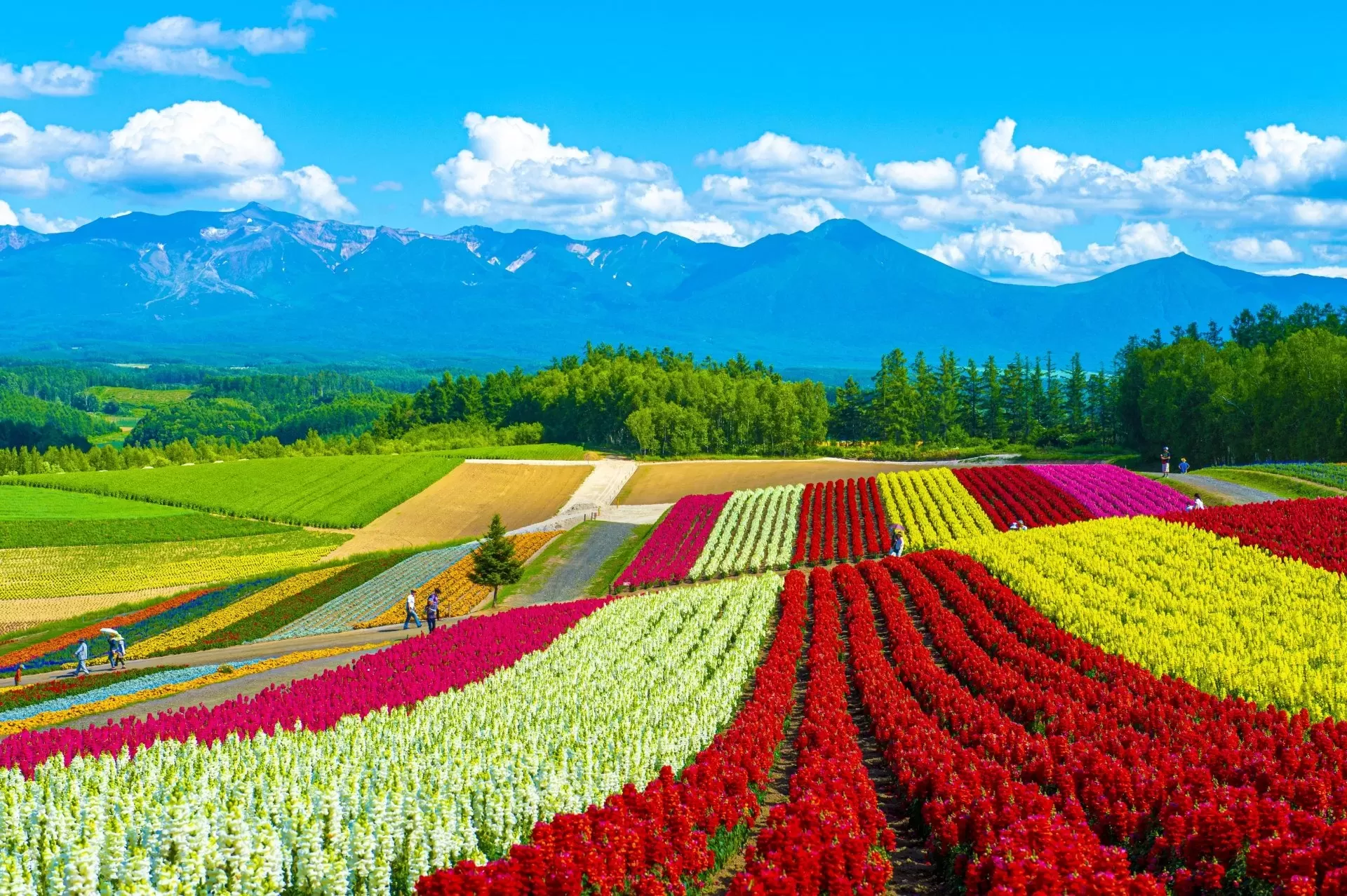 Los mejores lugares para ver flores y disfrutar la primavera en Asia