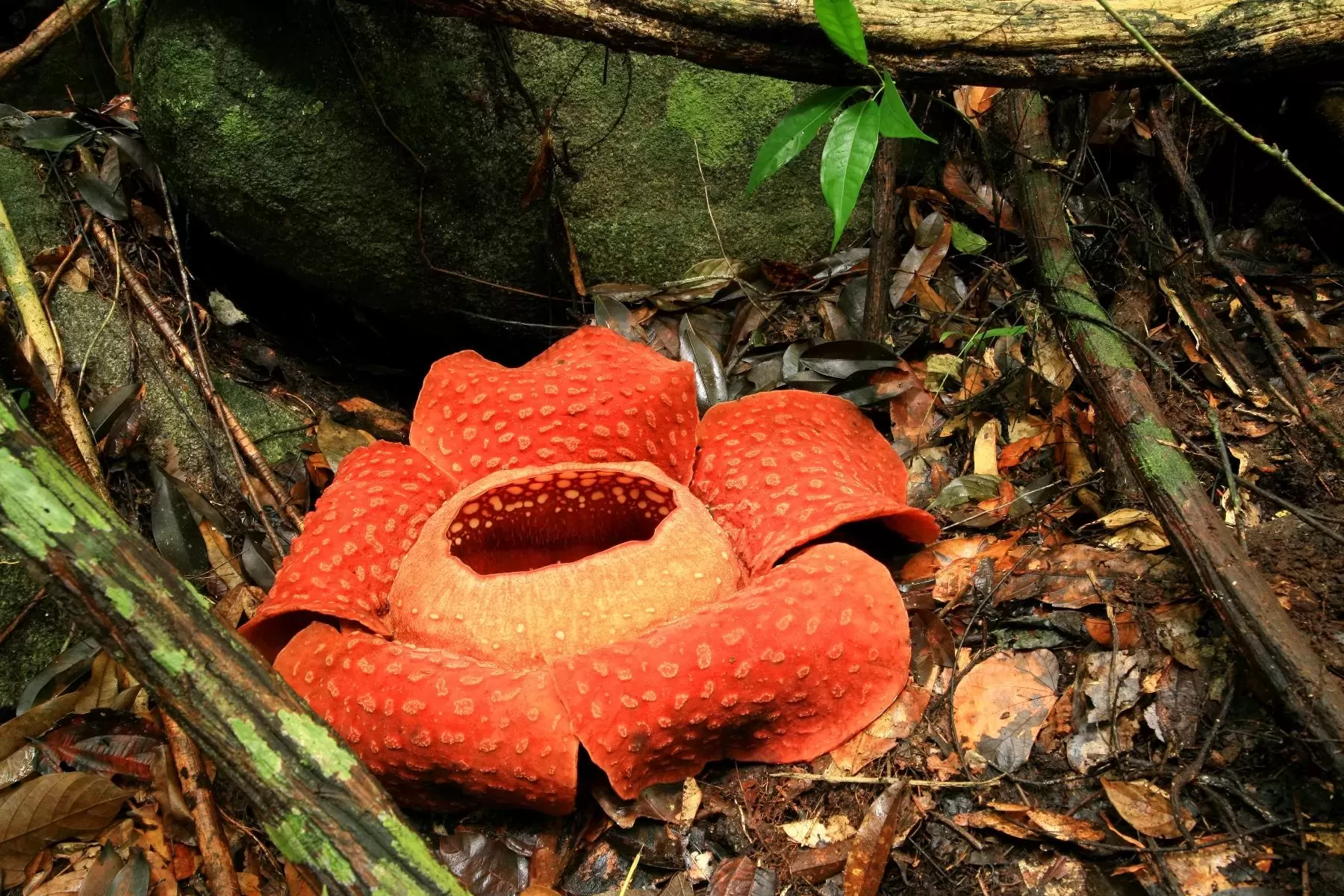 Flores y Plantas de Malasia: Guía de Especies Únicas y su datos curiosos sobre ellas