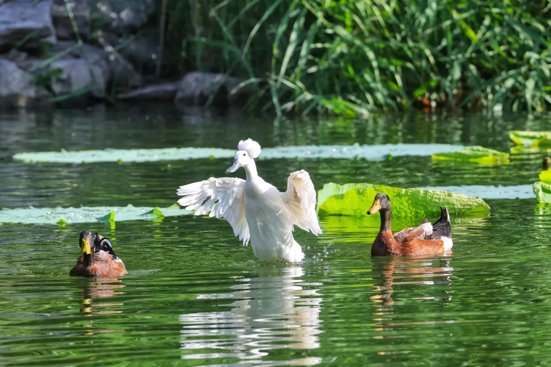 Un viaje a través de los parques y jardines Imperiales que debes conocer en Beijing